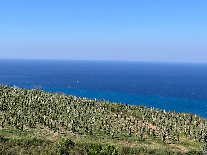 2025-06-07 Lavorazioni agricole conto terzi a Trecastagni